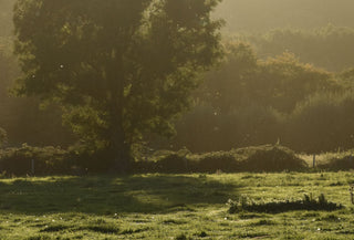 Understanding Beef Organ Supplements