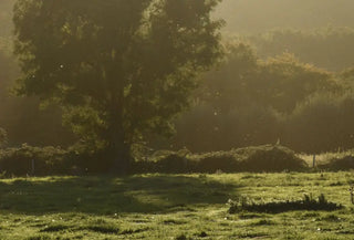 Understanding Beef Organ Supplements KIKI Health