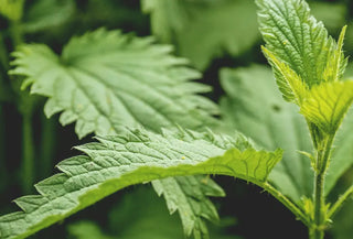 Benefits of Nettle Leaf KIKI Health