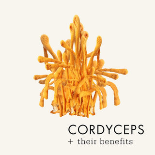 Cordyceps