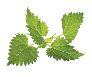 Benefits of Nettle Leaf