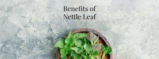 Benefits of Nettle Leaf