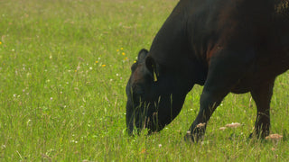 Organic-Beef-Organ-Supplements-Top-Benefits-for-Energy-and-Immunity KIKI Health