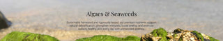 ALGAES-SEAWEEDS KIKI Health