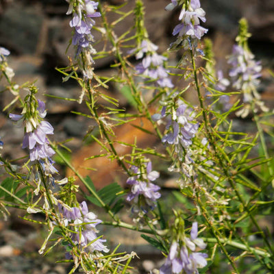 Eyebright Extract - Euphrasia Officinalis