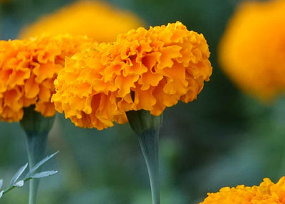 Lutein - Marigold Flower Extract