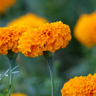 Lutein - Marigold Flower Extract