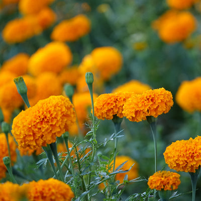 Lutein - Marigold Flower Extract