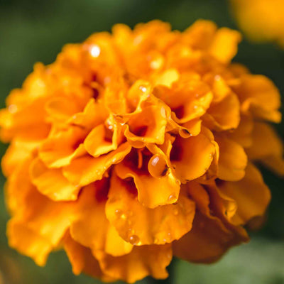 Marigold Flower - Calendula officinalis