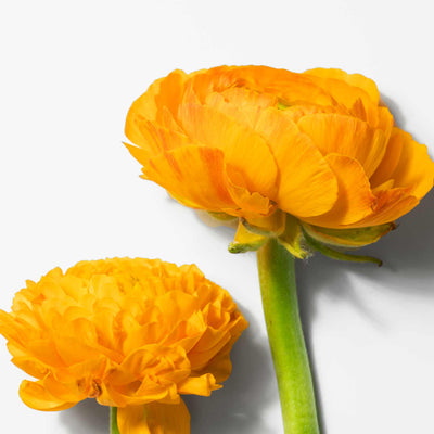 Zeaxanthin - Marigold Extract