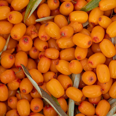 Sea Buckthorn